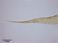 Aerobryopsis parisii (Card.) Broth. Collection Image, Figure 8, Total 9 Figures